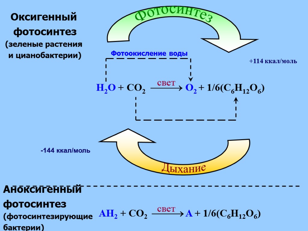 -144 ккал/моль Оксигенный фотосинтез (зеленые растения и цианобактерии) Фотоокисление воды AH2 + CO2 